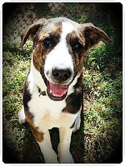 German Shepherd Dog/Setter (Unknown Type) Mix Puppy for Sale in Torrance, California - Jeremy German Shepherd Dog/Setter (Unknown Type) Mix Puppy for Sale in Torrance, California - Jeremy