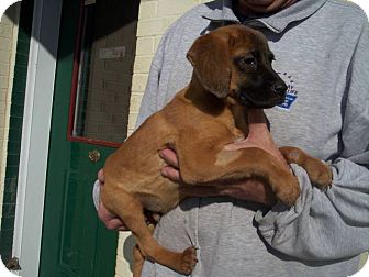 Shepherd (Unknown Type)/Hound (Unknown Type) Mix Puppy for Sale in Germantown, Maryland - Rodney Shepherd (Unknown Type)/Hound (Unknown Type) Mix Puppy for Sale in Germantown, Maryland - Rodney