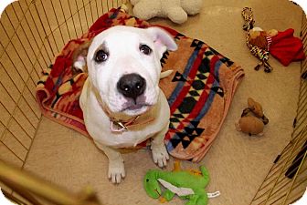 American Pit Bull Terrier Mix Puppy for Sale in Silsbee TX, Texas - Angel Baby American Pit Bull Terrier Mix Puppy for Sale in Silsbee TX, Texas - Angel Baby