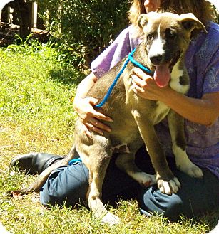 Labrador Retriever/Great Dane Mix Dog for Sale in Sussex, New Jersey - Maverick Labrador Retriever/Great Dane Mix Dog for Sale in Sussex, New Jersey - Maverick