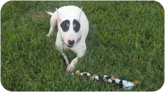 Bull Terrier Dog for Sale in Houston, Texas - Rebecca Bull Terrier Dog for Sale in Houston, Texas - Rebecca
