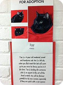 American Shorthair Cat for Sale in whitestone, New York - Taz American Shorthair Cat for Sale in whitestone, New York - Taz