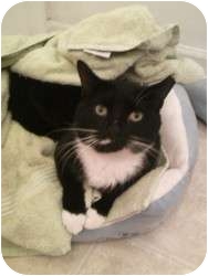 Domestic Mediumhair Cat for Sale in Medford, New Jersey - Dudley Domestic Mediumhair Cat for Sale in Medford, New Jersey - Dudley