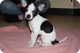 Chihuahua Mix Puppy for Sale in Medford, Massachusetts - Petey Chihuahua Mix Puppy for Sale in Medford, Massachusetts - Petey