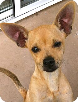 Chihuahua Mix Puppy for Sale in Thousand Oaks, California - Skyler Chihuahua Mix Puppy for Sale in Thousand Oaks, California - Skyler