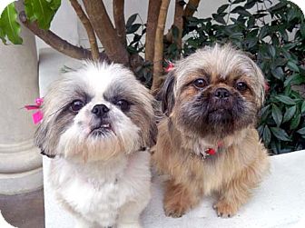 Shih Tzu Mix Dog for Sale in Los Angeles, California - JEWEL & JOLI Shih Tzu Mix Dog for Sale in Los Angeles, California - JEWEL & JOLI