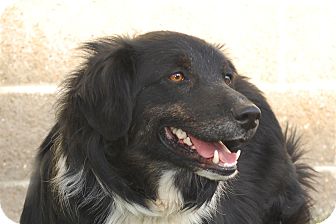 English Shepherd Dog for Sale in London, Kentucky - Scarlett English Shepherd Dog for Sale in London, Kentucky - Scarlett