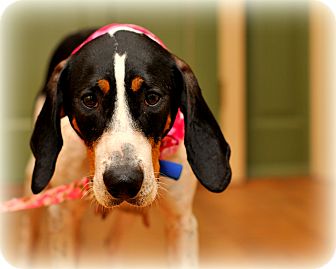 Treeing Walker Coonhound Mix Dog for Sale in Sparta, New Jersey - Wendy Treeing Walker Coonhound Mix Dog for Sale in Sparta, New Jersey - Wendy
