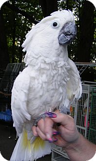 Cockatoo for Sale in Mantua, Ohio - ANGEL Cockatoo for Sale in Mantua, Ohio - ANGEL