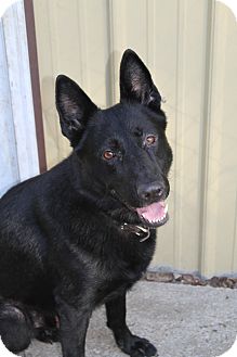 German Shepherd Dog Dog for Sale in Muskegon, Michigan - Keegan German Shepherd Dog Dog for Sale in Muskegon, Michigan - Keegan