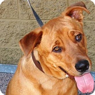 German Shepherd Dog/Rhodesian Ridgeback Mix Dog for Sale in Gilbert, Arizona - Baby Girl German Shepherd Dog/Rhodesian Ridgeback Mix Dog for Sale in Gilbert, Arizona - Baby Girl