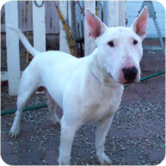 Bull Terrier Dog for Sale in Los Angeles, California - Sonic Bull Terrier Dog for Sale in Los Angeles, California - Sonic