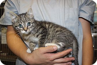 Domestic Shorthair Kitten for Sale in New York, New York - Jada Domestic Shorthair Kitten for Sale in New York, New York - Jada