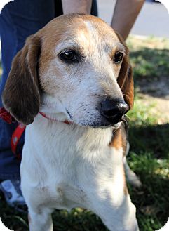 Beagle Mix Dog for Sale in Richmond, Virginia - Marty Beagle Mix Dog for Sale in Richmond, Virginia - Marty