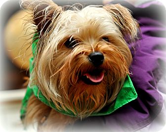 Yorkie, Yorkshire Terrier/Brussels Griffon Mix Dog for Sale in Sparta, New Jersey - Toby Yorkie, Yorkshire Terrier/Brussels Griffon Mix Dog for Sale in Sparta, New Jersey - Toby