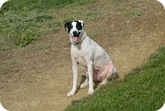 Labrador Retriever/Boxer Mix Dog for Sale in New cumberland, West Virginia - Sista Labrador Retriever/Boxer Mix Dog for Sale in New cumberland, West Virginia - Sista