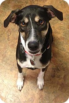 Labrador Retriever/Shepherd (Unknown Type) Mix Dog for Sale in Garland, Texas - Thelma Labrador Retriever/Shepherd (Unknown Type) Mix Dog for Sale in Garland, Texas - Thelma