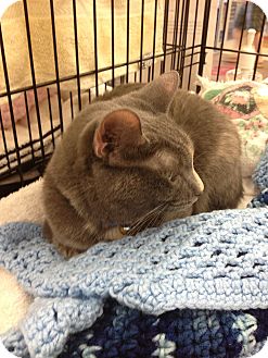 American Shorthair Cat for Sale in Vero Beach, Florida - Lady Skyye American Shorthair Cat for Sale in Vero Beach, Florida - Lady Skyye