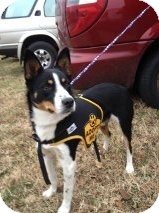 Border Collie/Australian Shepherd Mix Dog for Sale in Russellville, Kentucky - Smokey Border Collie/Australian Shepherd Mix Dog for Sale in Russellville, Kentucky - Smokey