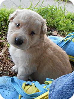 Golden Retriever/Husky Mix Puppy for Sale in Torrance, California - TITUS Golden Retriever/Husky Mix Puppy for Sale in Torrance, California - TITUS