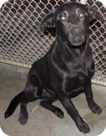 Labrador Retriever Mix Puppy for Sale in Shirley, New York - Moses Labrador Retriever Mix Puppy for Sale in Shirley, New York - Moses