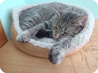 Domestic Shorthair Cat for Sale in Emsdale (Huntsville), Ontario - Jasmine - Party Girl! Domestic Shorthair Cat for Sale in Emsdale (Huntsville), Ontario - Jasmine - Party Girl!