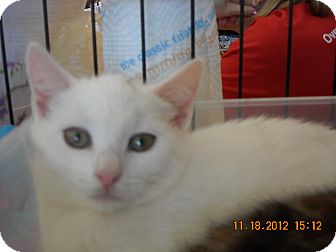 Domestic Shorthair Kitten for Sale in Riverside, Rhode Island - Kaitlyn Domestic Shorthair Kitten for Sale in Riverside, Rhode Island - Kaitlyn