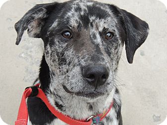 Australian Shepherd/Labrador Retriever Mix Dog for Sale in Harrisonburg, Virginia - Apollo Australian Shepherd/Labrador Retriever Mix Dog for Sale in Harrisonburg, Virginia - Apollo