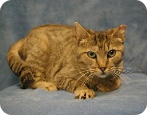 Domestic Shorthair Cat for Sale in Sacramento, California - Kira Domestic Shorthair Cat for Sale in Sacramento, California - Kira