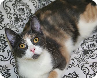 Domestic Shorthair Cat for Sale in Edmonton, Alberta - Bella Domestic Shorthair Cat for Sale in Edmonton, Alberta - Bella