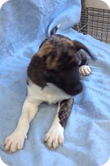 Australian Shepherd/Dutch Shepherd Mix Puppy for Sale in Danbury, Connecticut - Sage Australian Shepherd/Dutch Shepherd Mix Puppy for Sale in Danbury, Connecticut - Sage