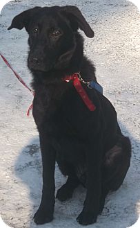 German Shepherd Dog/Labrador Retriever Mix Dog for Sale in Emsdale (Huntsville), Ontario - Buddy - Happy Boy! German Shepherd Dog/Labrador Retriever Mix Dog for Sale in Emsdale (Huntsville), Ontario - Buddy - Happy Boy!