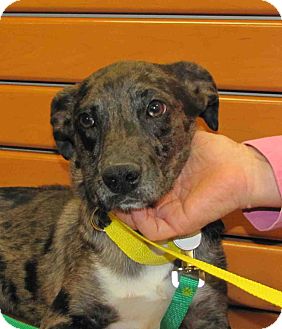 Australian Shepherd Mix Puppy for Sale in Loudonville, New York - Titan Australian Shepherd Mix Puppy for Sale in Loudonville, New York - Titan