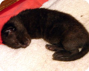 Domestic Shorthair Kitten for Sale in Florence, Kentucky - Bobby Domestic Shorthair Kitten for Sale in Florence, Kentucky - Bobby