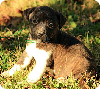 Boxer/Terrier (Unknown Type, Medium) Mix Puppy for Sale in Allentown, Pennsylvania - Chance Boxer/Terrier (Unknown Type, Medium) Mix Puppy for Sale in Allentown, Pennsylvania - Chance