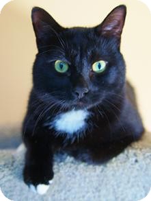 Domestic Shorthair Cat for Sale in Medford, Massachusetts - Clyde Domestic Shorthair Cat for Sale in Medford, Massachusetts - Clyde