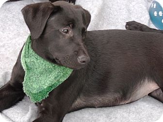Labrador Retriever Mix Puppy for Sale in Huntsville, Alabama - Onyx Labrador Retriever Mix Puppy for Sale in Huntsville, Alabama - Onyx