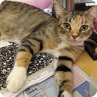 Domestic Shorthair Cat for Sale in Oceanside, New York - Francesca Domestic Shorthair Cat for Sale in Oceanside, New York - Francesca