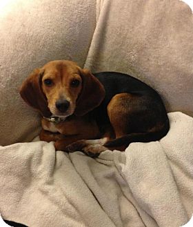 Beagle Puppy for Sale in Chicago, Illinois - Betty Beagle Puppy for Sale in Chicago, Illinois - Betty