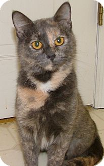 Domestic Shorthair Cat for Sale in Chattanooga, Tennessee - Greta Domestic Shorthair Cat for Sale in Chattanooga, Tennessee - Greta