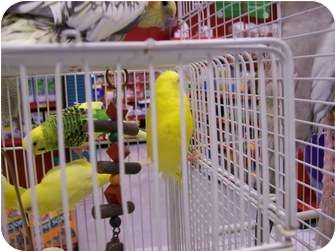 Budgie for Sale in Shawnee Mission, Kansas - Prince Budgie for Sale in Shawnee Mission, Kansas - Prince