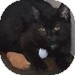 Domestic Shorthair Kitten for Sale in Vancouver, British Columbia - Zella Domestic Shorthair Kitten for Sale in Vancouver, British Columbia - Zella
