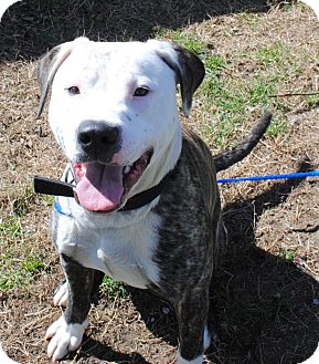 American Pit Bull Terrier Mix Dog for Sale in Yuba City, California - 02/26 Beau American Pit Bull Terrier Mix Dog for Sale in Yuba City, California - 02/26 Beau