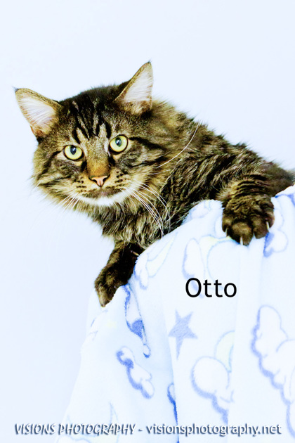 Cedar Rapids IA Domestic Longhair Domestic Shorthair Meet Otto A