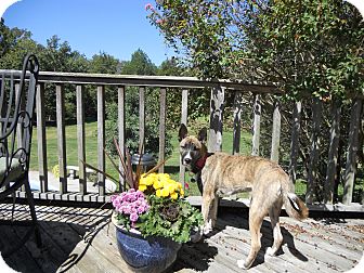 Dutch Shepherd/Collie Mix Puppy for Sale in Greeneville, Tennessee - Kiki Dutch Shepherd/Collie Mix Puppy for Sale in Greeneville, Tennessee - Kiki