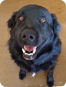 Flat-Coated Retriever Dog for Sale in Phoenix, Arizona - Jesse Flat-Coated Retriever Dog for Sale in Phoenix, Arizona - Jesse