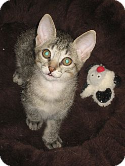 Domestic Shorthair Kitten for Sale in Fountain Hills, Arizona - ISAAC Domestic Shorthair Kitten for Sale in Fountain Hills, Arizona - ISAAC