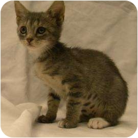 Domestic Shorthair Kitten for Sale in Gainesville, Florida - Sammy Domestic Shorthair Kitten for Sale in Gainesville, Florida - Sammy