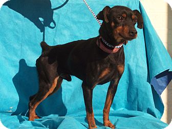 Miniature Pinscher Dog for Sale in Germantown, Maryland - Luke Miniature Pinscher Dog for Sale in Germantown, Maryland - Luke