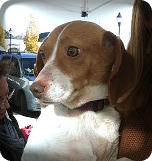Fox Terrier (Toy)/Beagle Mix Dog for Sale in Lincolnton, North Carolina - Ellie Fox Terrier (Toy)/Beagle Mix Dog for Sale in Lincolnton, North Carolina - Ellie